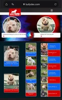 Polar Bear (POCKET EXTREME), a male American Bully for sale in Fort Myers, FL – 4 of 5