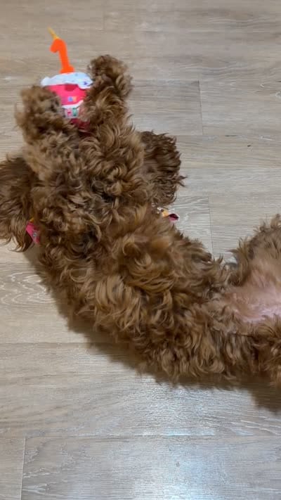 Summer, a female Cockapoo for sale in Sylacauga, AL – 6 of 6