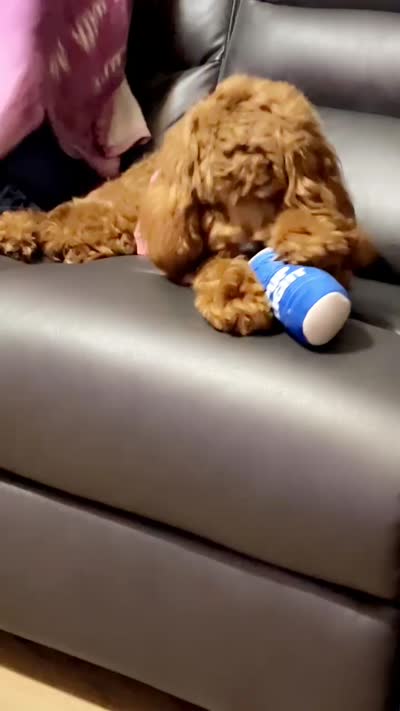 Summer, a female Cockapoo for sale in Sylacauga, AL – 5 of 6