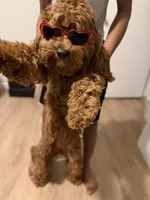 Summer, a female Cockapoo for sale in Sylacauga, AL – 4 of 6