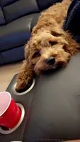 Summer, a female Cockapoo for sale in Sylacauga, AL – 3 of 6