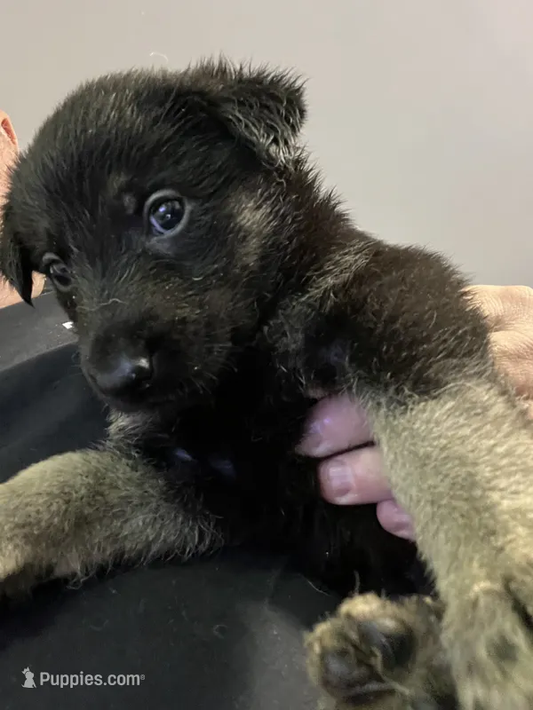 Female 1 – German Shepherd Dog puppy for sale in Webster, NY