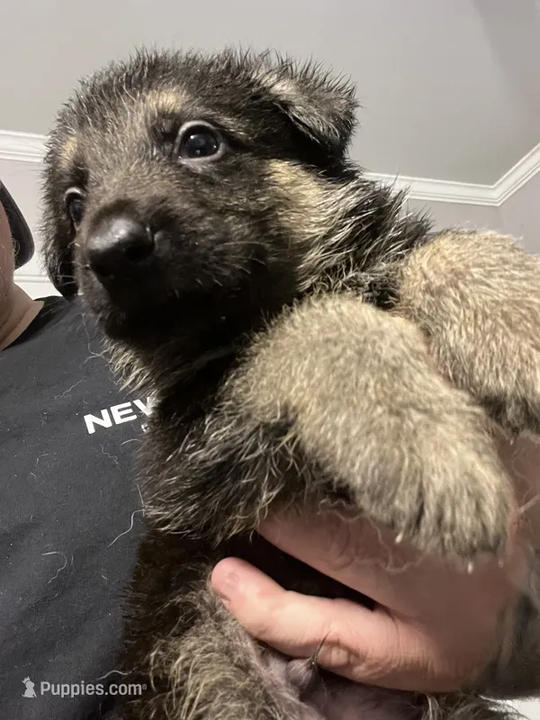Male 2 – German Shepherd Dog puppy for sale in Webster, NY
