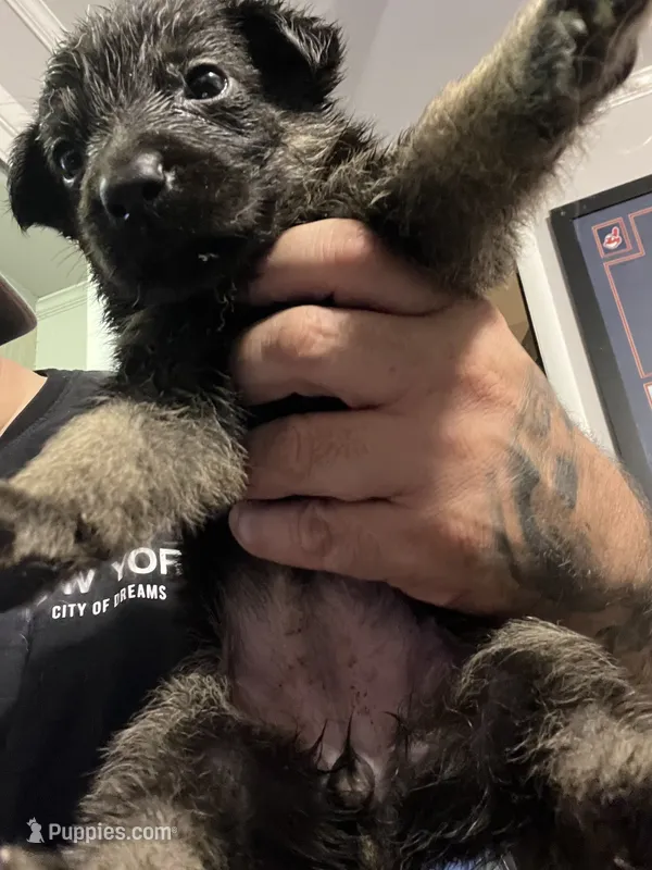 Female 3 – German Shepherd Dog puppy for sale in Webster, NY