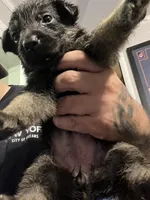 Female 3, a female German Shepherd Dog for sale in Webster, NY – 1 of 1