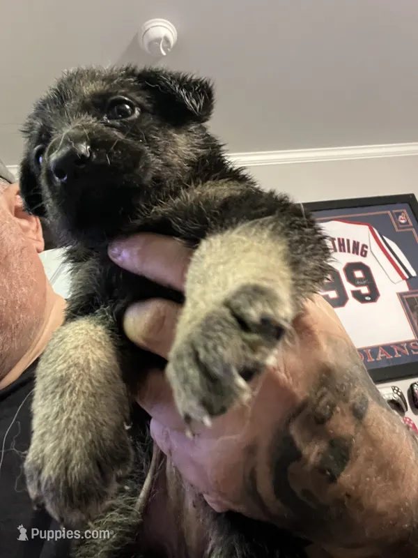 Female 6 – German Shepherd Dog puppy for sale in Webster, NY