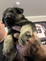 Female 6, a female German Shepherd Dog for sale in Webster, NY – 1 of 1