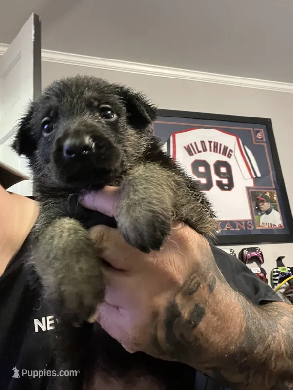 Female 4 – German Shepherd Dog puppy for sale in Webster, NY