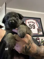 Female 4, a female German Shepherd Dog for sale in Webster, NY – 1 of 1
