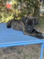 Cane Corso Puppies, a female Cane Corso for sale in Romance, AR – 2 of 5