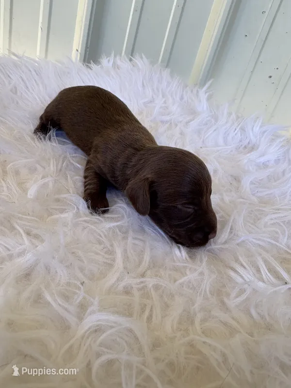 Chocco  – Miniature Dachshund puppy for sale in Romance, AR