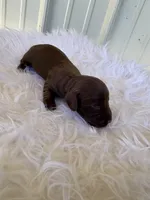 Chocco , a male Miniature Dachshund for sale in Romance, AR – 1 of 3