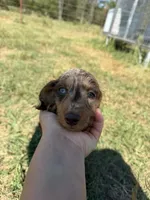 Chocolate dapple silky male , a male Miniature Dachshund for sale in Romance, AR – 1 of 3