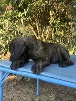 Cane Corso Puppies, a female Cane Corso for sale in Romance, AR – 5 of 5