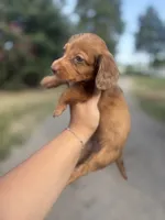 Chocolate/Red dapple Male, a male Miniature Dachshund for sale in Romance, AR – 2 of 4