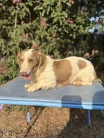 Prince- Isabella Piebald , a male Miniature Dachshund for sale in Romance, AR – 4 of 5