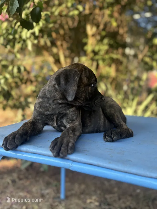 Cane Corso Puppies – Cane Corso puppy for sale in Romance, AR