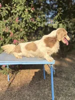 Prince- Isabella Piebald , a male Miniature Dachshund for sale in Romance, AR – 2 of 5