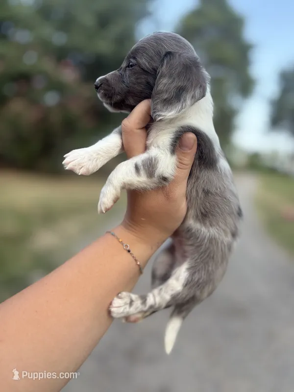 Dapple pie male  – Miniature Dachshund puppy for sale in Romance, AR
