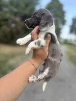 Dapple pie male , a male Miniature Dachshund for sale in Romance, AR – 1 of 5