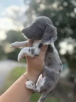 Dapple pie male , a male Miniature Dachshund for sale in Romance, AR – 3 of 5