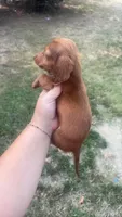 Shaded red Hidden Dapple Male, a male Miniature Dachshund for sale in Romance, AR – 3 of 3