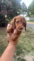 Shaded red Hidden Dapple Male, a male Miniature Dachshund for sale in Romance, AR – 2 of 3