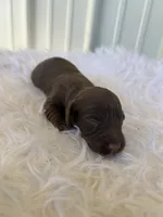Chocco , a male Miniature Dachshund for sale in Romance, AR – 2 of 3