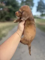 Chocolate/Red dapple Male, a male Miniature Dachshund for sale in Romance, AR – 3 of 4