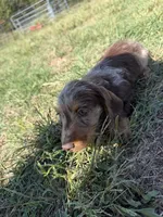 Chocolate dapple silky male , a male Miniature Dachshund for sale in Romance, AR – 2 of 3