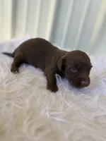 Dorothy, a female Miniature Dachshund for sale in Romance, AR – 2 of 4