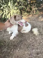 Prince- Isabella Piebald , a male Miniature Dachshund for sale in Romance, AR – 5 of 5