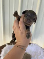 Blanche , a female Miniature Dachshund for sale in Romance, AR – 3 of 4