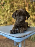 Cane Corso Puppies, a female Cane Corso for sale in Romance, AR – 3 of 5