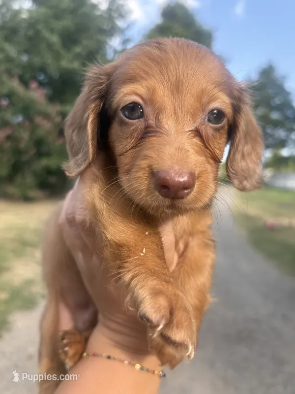 Chocolate/Red dapple Male – Miniature Dachshund puppy for sale in Romance, AR