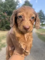 Chocolate/Red dapple Male, a male Miniature Dachshund for sale in Romance, AR – 1 of 4