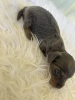 Blanche , a female Miniature Dachshund for sale in Romance, AR – 4 of 4