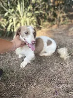 Prince- Isabella Piebald , a male Miniature Dachshund for sale in Romance, AR – 3 of 5