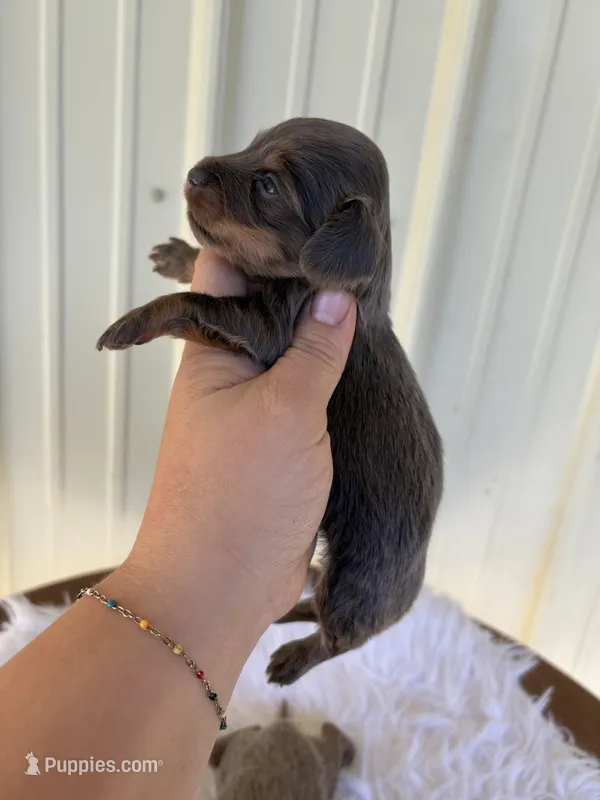 Blanche  – Miniature Dachshund puppy for sale in Romance, AR