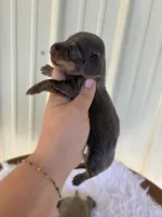 Blanche , a female Miniature Dachshund for sale in Romance, AR – 1 of 4
