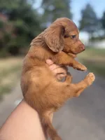 Chocolate/Red dapple Male, a male Miniature Dachshund for sale in Romance, AR – 4 of 4