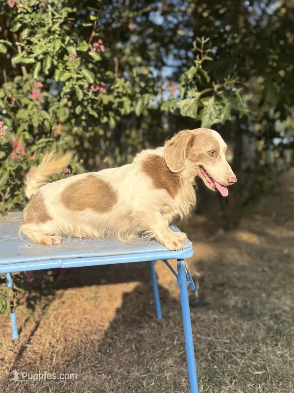 Prince- Isabella Piebald  – Miniature Dachshund puppy for sale in Romance, AR