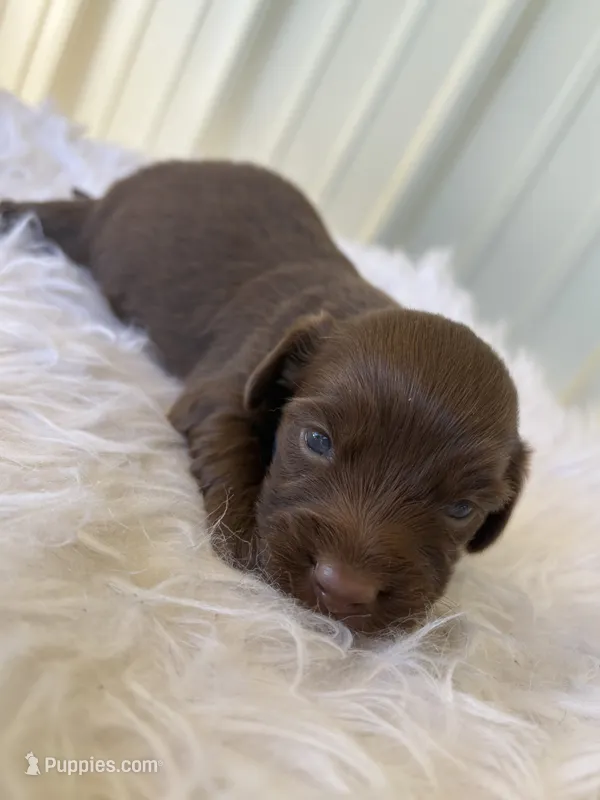 Dorothy – Miniature Dachshund puppy for sale in Romance, AR