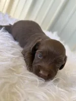 Dorothy, a female Miniature Dachshund for sale in Romance, AR – 1 of 4
