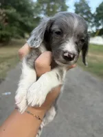 Dapple pie male , a male Miniature Dachshund for sale in Romance, AR – 5 of 5