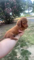 Shaded red Hidden Dapple Male, a male Miniature Dachshund for sale in Romance, AR – 1 of 3