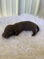 Chocco , a male Miniature Dachshund for sale in Romance, AR – 3 of 3