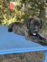 Cane Corso Puppies, a female Cane Corso for sale in Romance, AR – 4 of 5