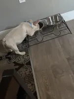 Jasper, a male French Bulldog for sale in Marianna, FL – Photo 3 of 3