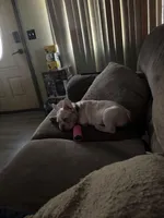 Jasper, a male French Bulldog for sale in Marianna, FL – Photo 2 of 3